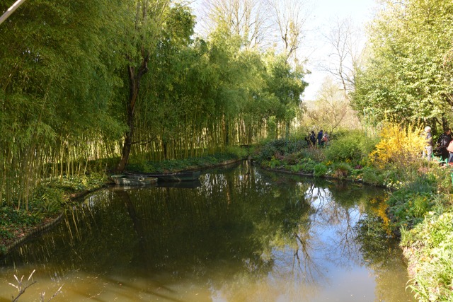 Haie de bambous en bordure d'une pièce d'eau