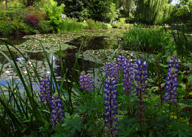 Lupins et nymphéas, en juin