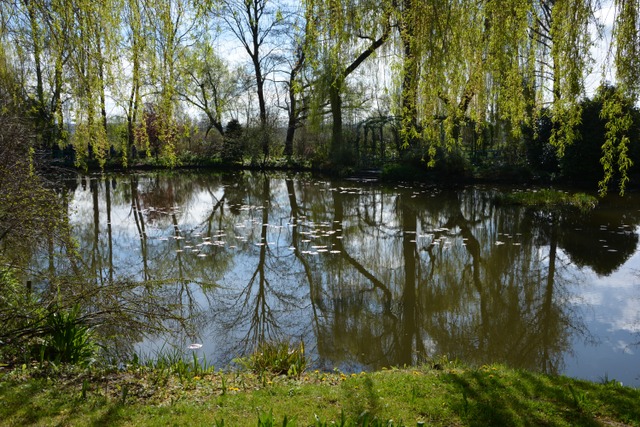 L'étang des nymphéas, en avril