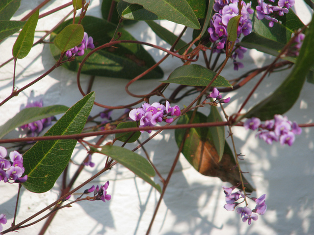 Hardenbergia violacea : plantation, culture, entretien