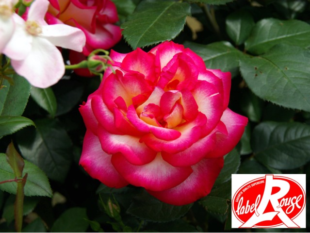 Rosier 'Léo Ferré®', label rouge