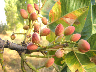 pistachier fruits