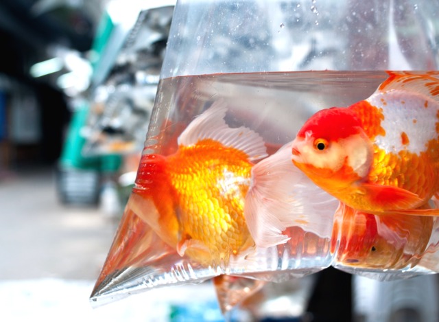 Détenir un poisson rouge dans un bocal est cruel, il ne faut plus