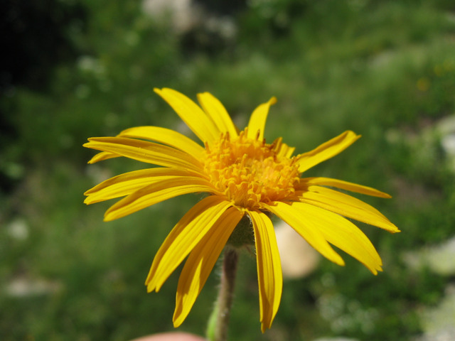 Arnica des Montagnes, Arnica montana : semis, culture, entretien