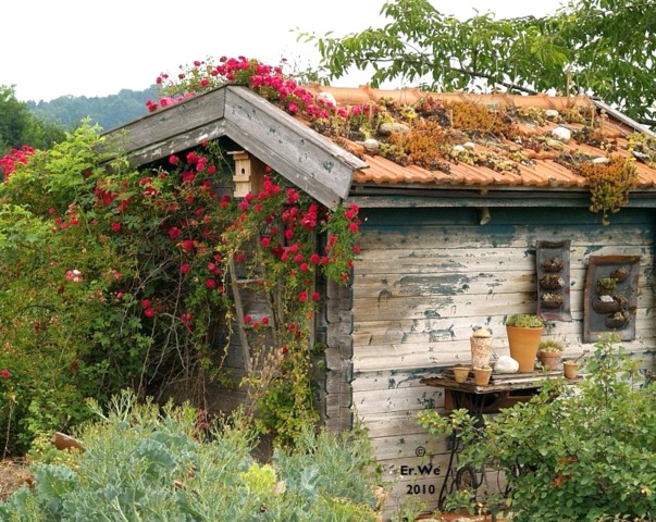 Plantes grasses sur le toit