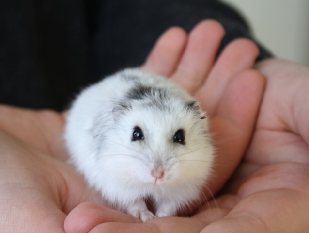 Hamster Comportement Mode De Vie Alimentation