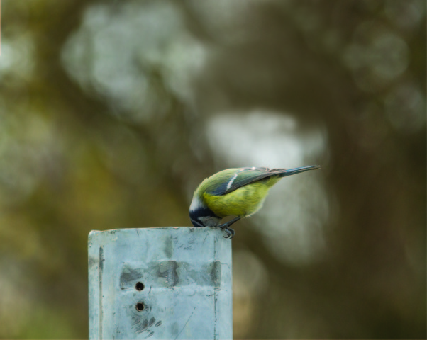 Mésange et poteau creux - ©ASPAS