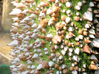 Ceiba speciosa, arbre bouteille - Ecorce