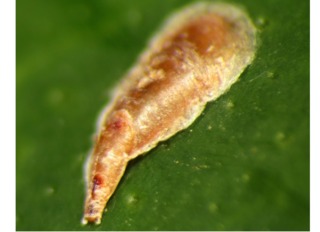 Cochenille virgule