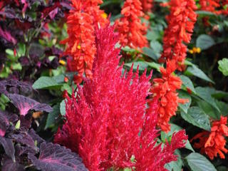 Célosie 'Fresh Look Rouge'