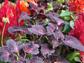 Coleus 'Black Dragon'