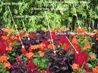 Massif rouge : les 5 plantes