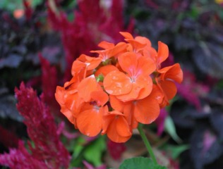 Pelargonium 'Maverick Orange'