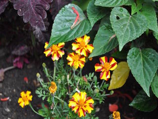 Tagetes 'Mr Majestic'