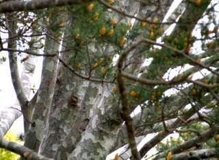 Pinus bungeana