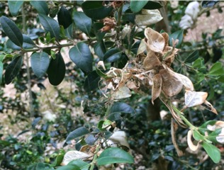 Dégâts de pyrale du buis