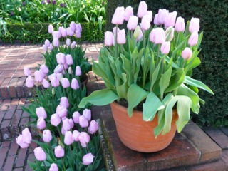 ou planter tulipes