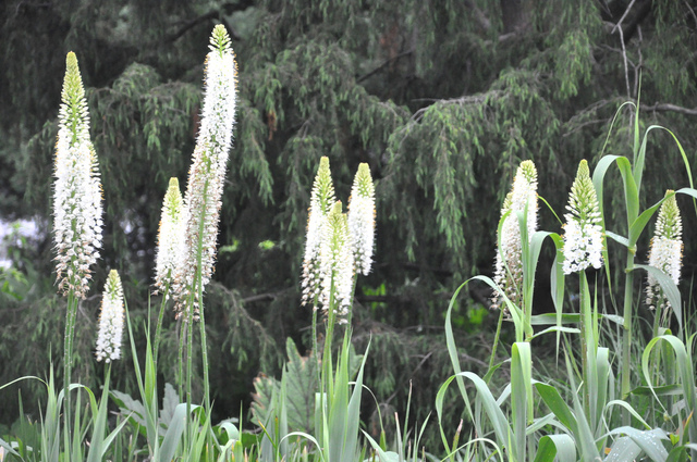 cliquez pour voir la suite Eremurus himalaicus