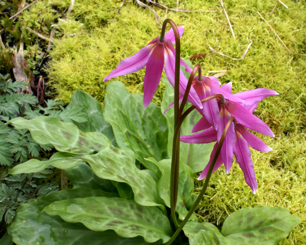 cliquez pour voir la suite Erythronium revolutum