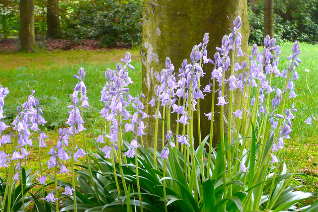 Hyacinthoides hispanica