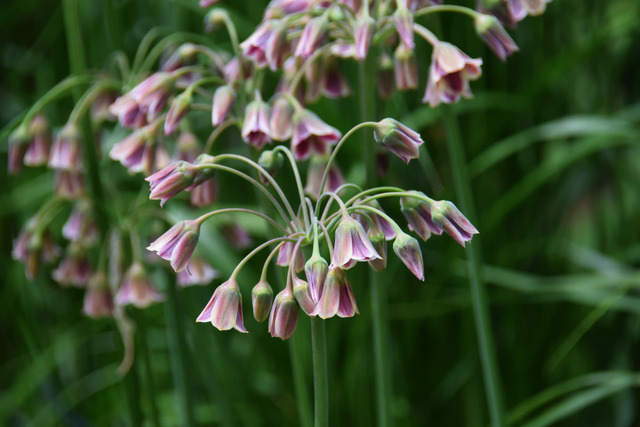 Nectaroscordum siculum