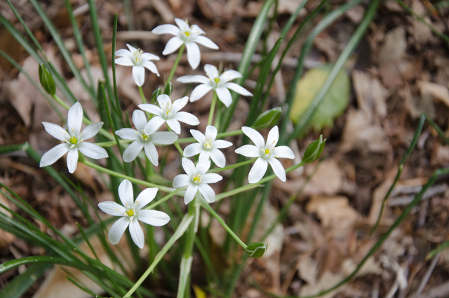Ornithogalum umbellatum