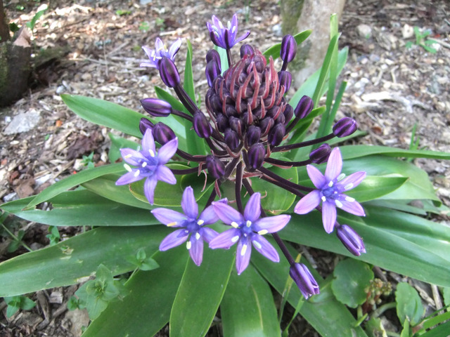 Scilla peruviana