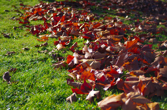 Gros Plan D'un Volontaire Masculin Recueille Et Attrape Un Petit Tas De  Feuilles Tombées Rouges Jaunes Dans Le Parc D'automne. Nettoyer La Pelouse  Des Vieilles Feuilles. Concept De Jardinage Et Travaux Communaux