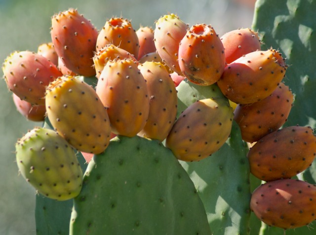 Figuier De Barbarie Opuntia Ficus indica
