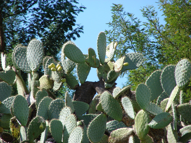 Figuier De Barbarie Opuntia Ficus indica