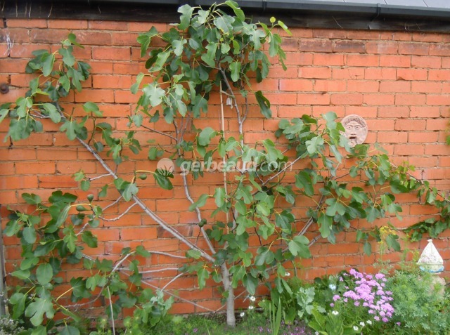 Figuier taillé en espalier (palmette)