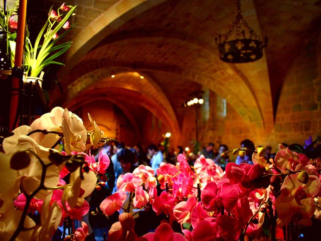 Orchidées à Fontfroide : sous les voutes