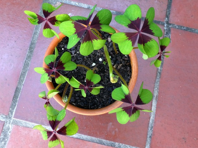 Faux trèfle à quatre feuilles, Oxalis deppei : planter, cultiver