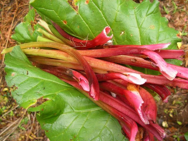 Récolte de rhubarbe