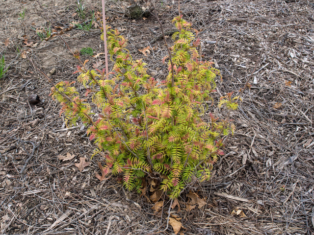 Sorbaria sorbifolia 'Sem' en avril