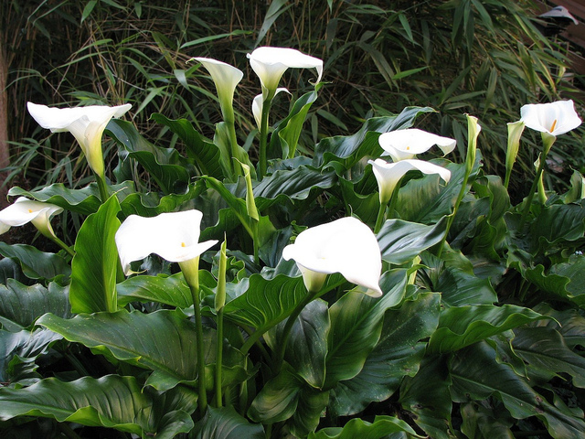 Zantedeschia aethiopica