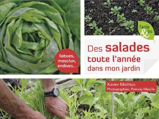 Des salades toute l'année dans mon jardin