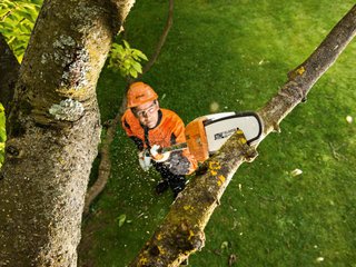 Elagage d'une branche haute à la perche