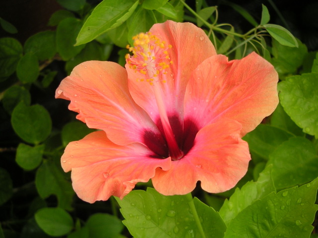 Fleurs d’Hibiscus - Le Petit Herboriste