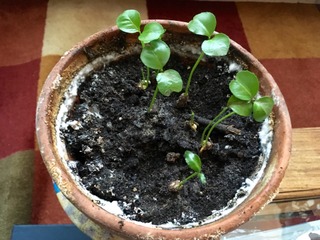 Jeunes plantules de tangerine