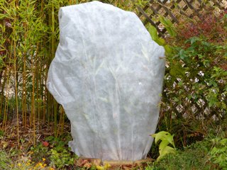 Laurier rose sous un voile d'hivernage