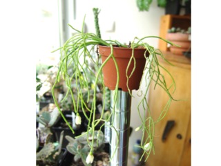 Rhipsalis pilocarpa