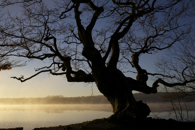 Chêne de l'étang de Rosnay
