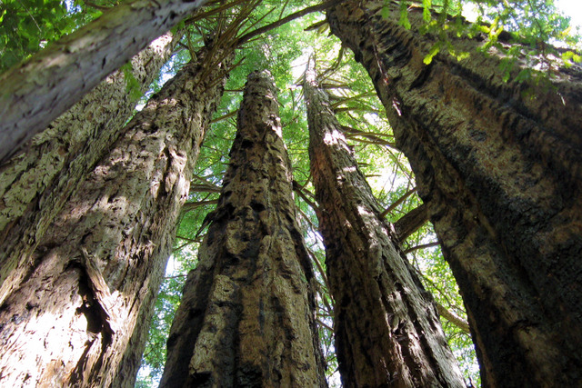 Sequoia sempervirens, Californie