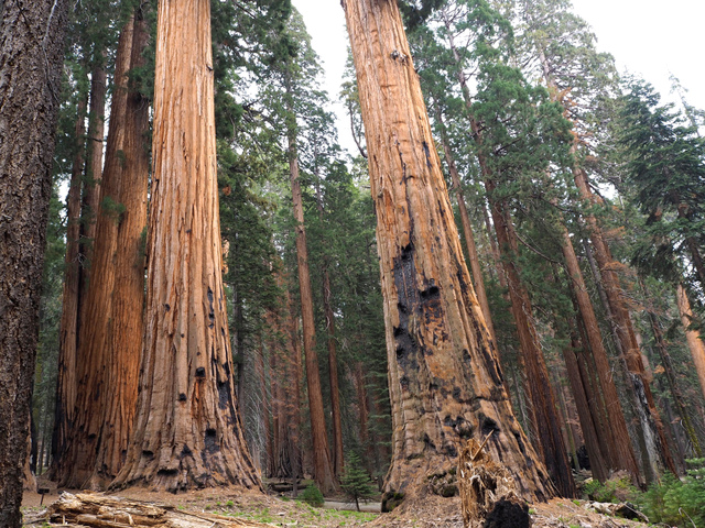 Sequoias géants en Californie