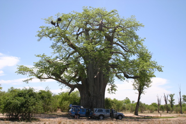 Baobab en Afrique