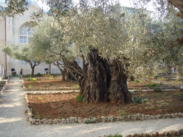 Olivier à Jérusalem