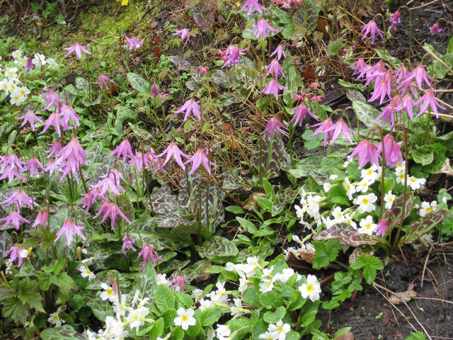 Erythronium, érythrone : plantation, culture, entretien