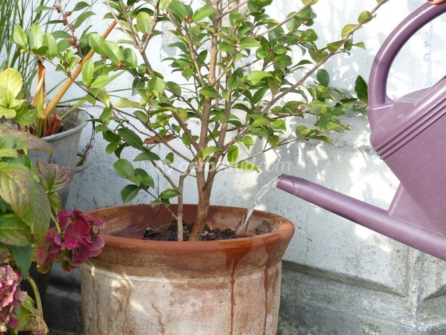 Arroser le jardin et les plantes en pot en hiver : les bons gestes