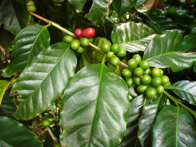 Caféier, Coffea arabica : culture et entretien de cet arbuste exotique